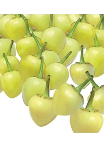 Acı Turşuluk Fındık Biber Tohumu 50 Adet Tohum Biberiye