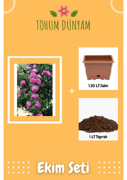 Pembe Renkli Katmerli Sarmaşık Gül Tohumu Ekim Seti
