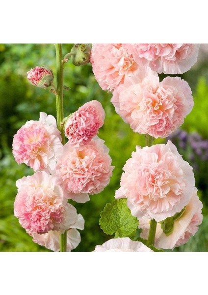 10 Adet Double Apricot&rosy-Peach Pom Hollyhocks Tohumu