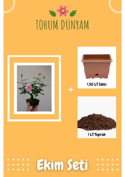 Bodur Pembe Gül Bonzai Ağacı Tohumu Ekim Seti