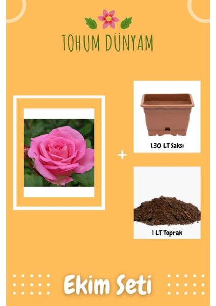Beverly Narin Pembe Gül Tohumu Ekim Seti