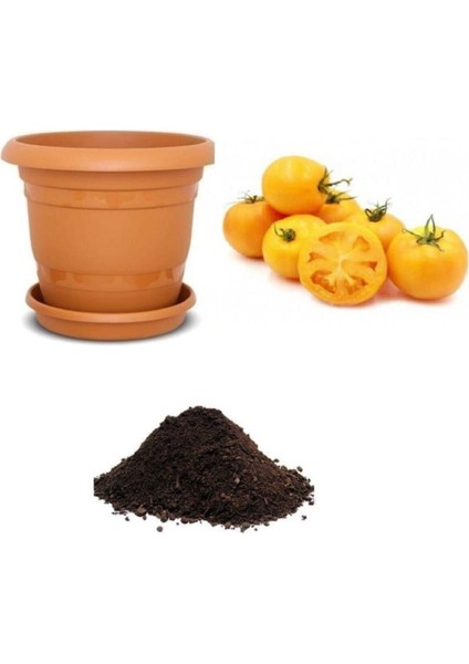 Ithal Cherry Sarı Domates Tohumu Ekim Seti