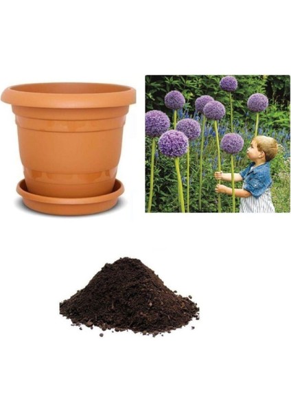 Dev Allium Tohumu Ekim Seti