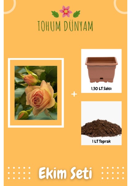Kokulu Somon Rengi Gül Tohumu Ekim Seti