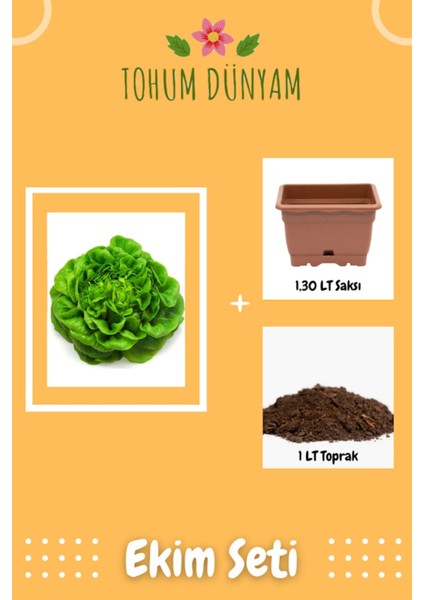 Şemikler Tereyağlı Kıvırcık Marul Tohumu Ekim Seti