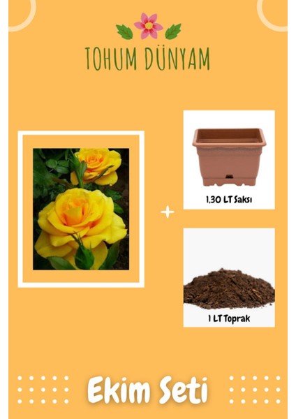 Kokulu Sarı Gül Tohumu Ekim Seti
