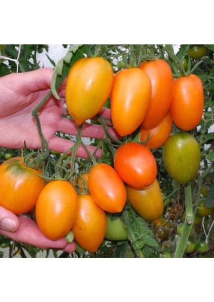 20 Adet Orange Banana Domates Tohumu