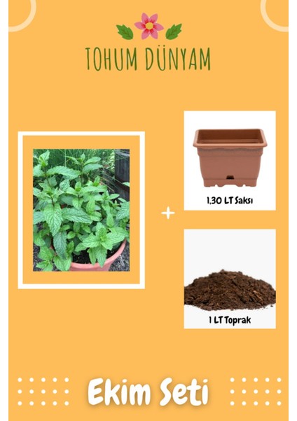 Saksılık Nane Tohumu Ekim Seti