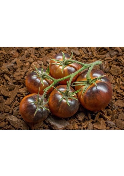 20 Adet Chestnut Chocolate Domates Tohumu