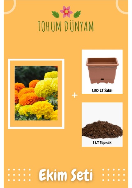 Bodur Kadife Çiçek Tohumu Ekim Seti