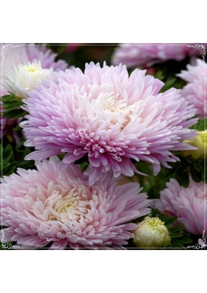 10 Adet Pompon Rose Aster Tohumu