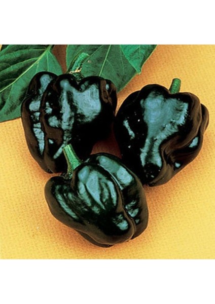 20 Adet Ancho Pablona Biber Tohumu