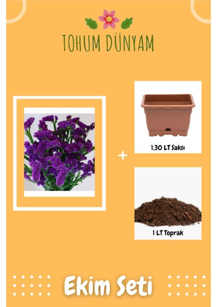 Mor Deniz Lavantası Limonium Çiçek Tohumu Ekim Seti