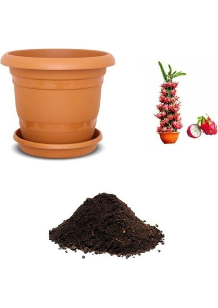 Tropikal Saksılık Pitaya Tohumu Ekim Seti
