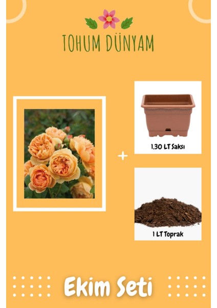 Kokulu Turuncu Hollanda Gül Tohumu Ekim Seti