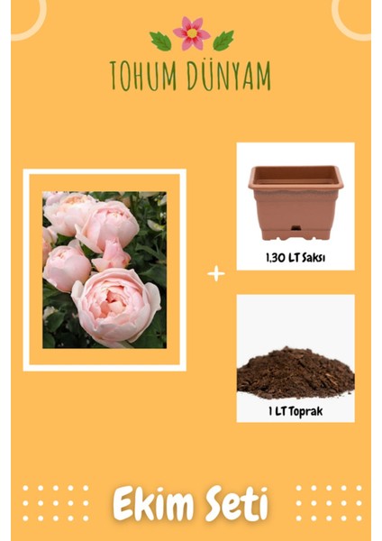 Kokulu Pudra Pembe Hollanda Gül Tohumu Ekim Seti