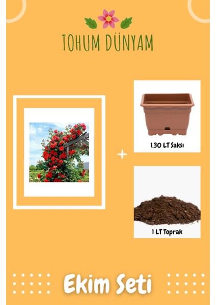 Nadir Kırmızı Sarmaşık Gül Tohumu Ekim Seti