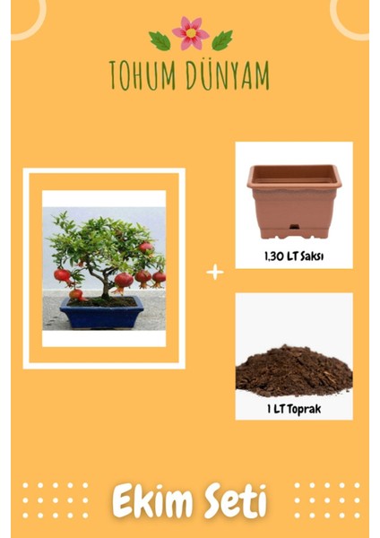 Bodur Nar Bonzai Ağacı Tohumu Ekim Seti