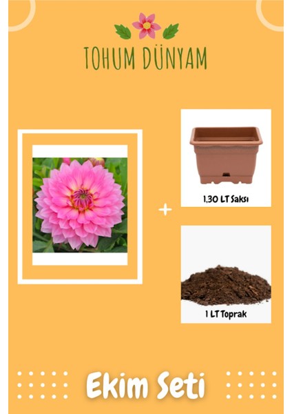 Dahlia Çiçek Pembe Tohumu Ekim Seti