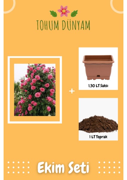 Pembe Renkli Sarmaşık Gül Tohumu Ekim Seti