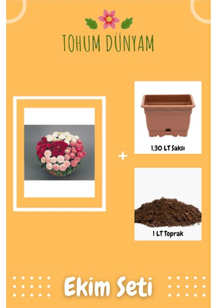 Katmerli Ingiliz Papatyası Çiçek Tohumu Ekim Seti