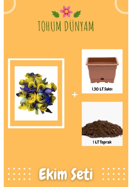 Sarı Lacivert Gül Tohumu Ekim Seti