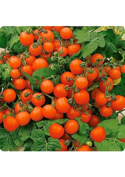 20 Adet Micro Dwarf Domates Tohumu