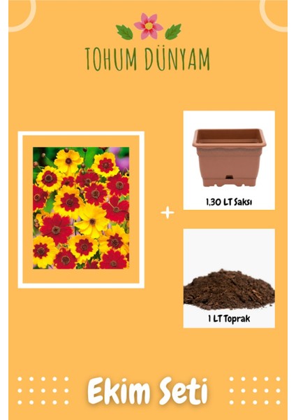 Kız Gözü (Coreopsis Tinctoria) Çiçek Tohumu Ekim Seti