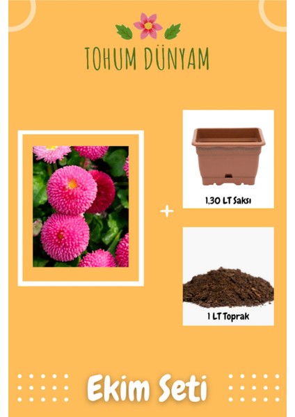 Ponpon Papatya Çiçeği Tohumu Ekim Seti