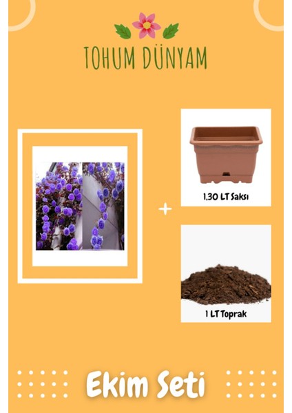 Mor Sarmaşık Gül Tohumu Ekim Seti