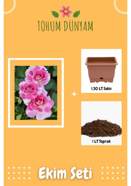 Pembe Beyaz Gül Tohumu Ekim Seti