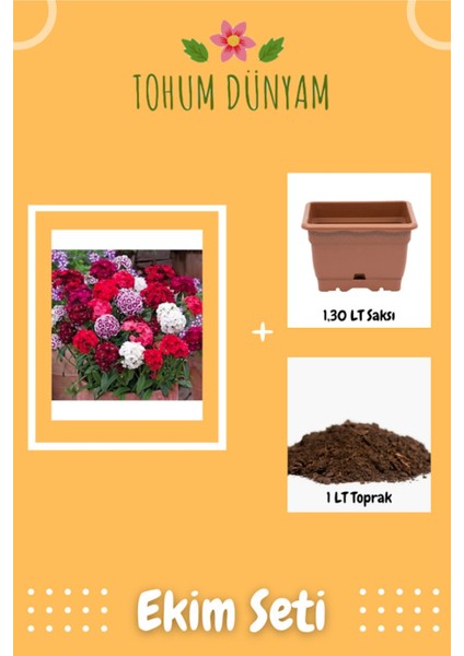 Karışık Renkli Hüsnüyusuf Çiçeği Tohumu Ekim Seti
