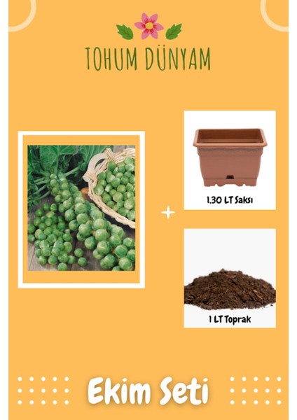 Yediveren Brüksel Lahanası Tohumu Ekim Seti