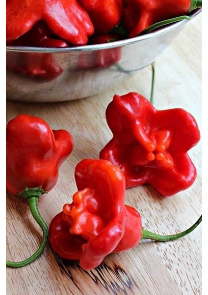 Hafif Acı Gül Biberi Starfish Pepper Tohumu / 5+ Adet Tohum