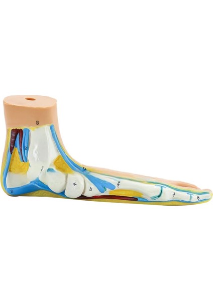 Ayak Anatomisi Modeli, Insan Anatomisi Ayak Modeli, (Düztabanlık) (Yurt Dışından)
