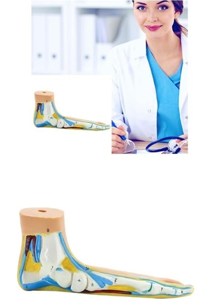 Ayak Anatomisi Modeli, Insan Anatomisi Ayak Modeli, (Düztabanlık) (Yurt Dışından) modelleri