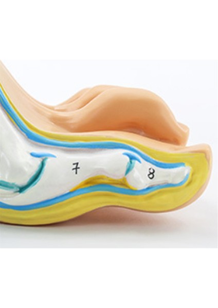 Ayak Anatomisi Modeli, Insan Anatomisi Ayak Modeli,() (Yurt Dışından) fırsatları