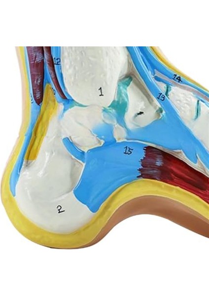 Ayak Anatomisi Modeli, Insan Anatomisi Ayak Modeli,() (Yurt Dışından) indirimleri