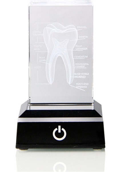 Ofis Dekorasyonu Için Kazınmış Ağız Diş Hekimliği Diş Hekimi Hediyeleri (Yurt Dışından)