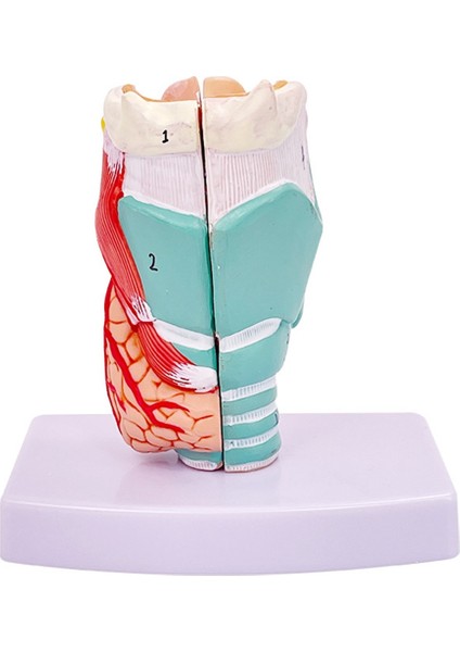 Insan Boğaz Modeli, Anatomik Olarak Doğru Boğaz Modeli, Tıbbi Model (Yurt Dışından)