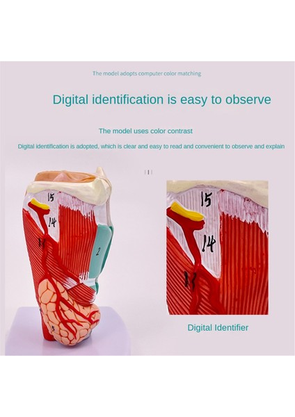 Insan Boğaz Modeli, Anatomik Olarak Doğru Boğaz Modeli, Tıbbi Model (Yurt Dışından) fiyatları