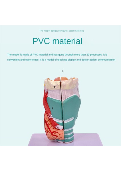 Insan Boğaz Modeli, Anatomik Olarak Doğru Boğaz Modeli, Tıbbi Model (Yurt Dışından) fırsatları