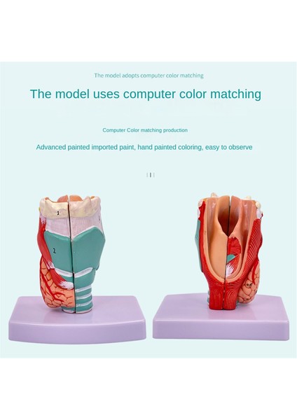 Insan Boğaz Modeli, Anatomik Olarak Doğru Boğaz Modeli, Tıbbi Model (Yurt Dışından) indirimleri
