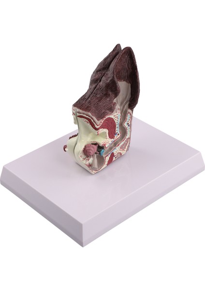 Köpek Kulak Lezyonu Hayvan Anatomisi Modeli (Yurt Dışından) modelleri
