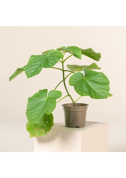 Pavlonya Fidanı Paulownia Tementosa 30-50 cm 3 Adet