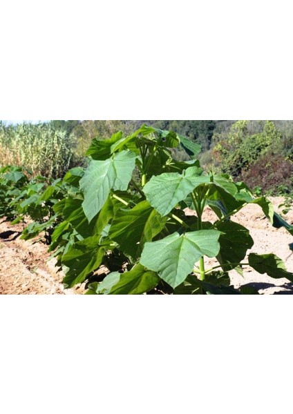 Pavlonya Fidanı Paulownia Tementosa 30-50 cm 10 Adet