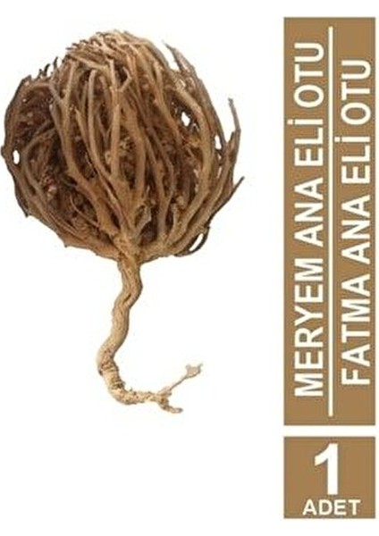 Kolay Doğum Için Meryem Ana Fatma Ana Eli Otu 1 Adet