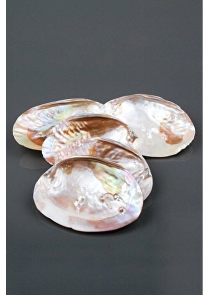 Istiridye Sedef Deniz Kabuğu