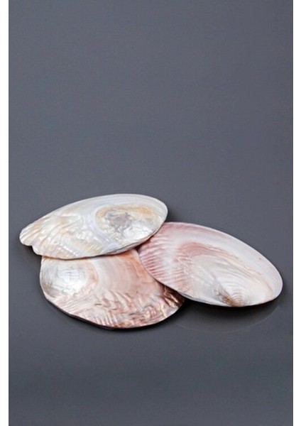 Istiridye Sedef Deniz Kabuğu fiyatları