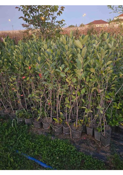 Aronia Wiking Cinsi 2 Adet 4'5 Yaş 1 Metre